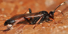 Stenichneumon culpator