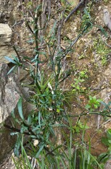 Solanum aviculare