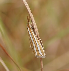 Hednota bivittella