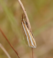 Hednota bivittella