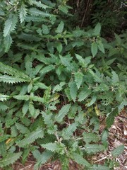 Urtica ferox