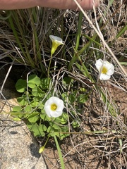 Oxalis obliquifolia