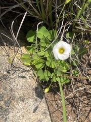 Oxalis obliquifolia