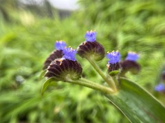 Cyanotis tuberosa