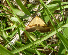 Anachloris subochraria