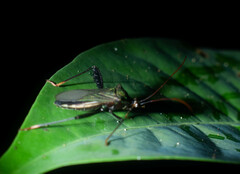 Acanthocephalini