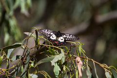Papilio anactus