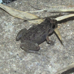 Eleutherodactylus planirostris image