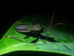 Acanthocephalini