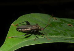 Acanthocephalini