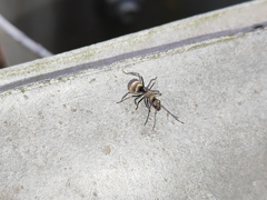 Polyrhachis illaudata