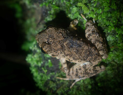 Oreobates quixensis