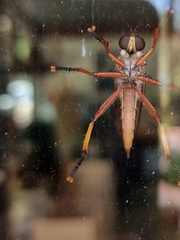 Colepia rufiventris