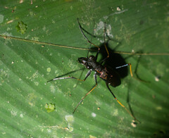 Odontocheila
