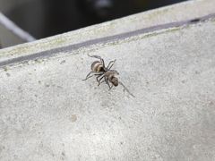 Polyrhachis illaudata