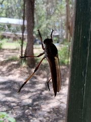 Colepia rufiventris