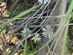 Felicia muricata muricata