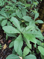 Elaeocarpus apiculatus