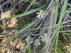Felicia muricata muricata