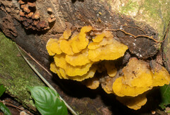 Dacryopinax maxidorii