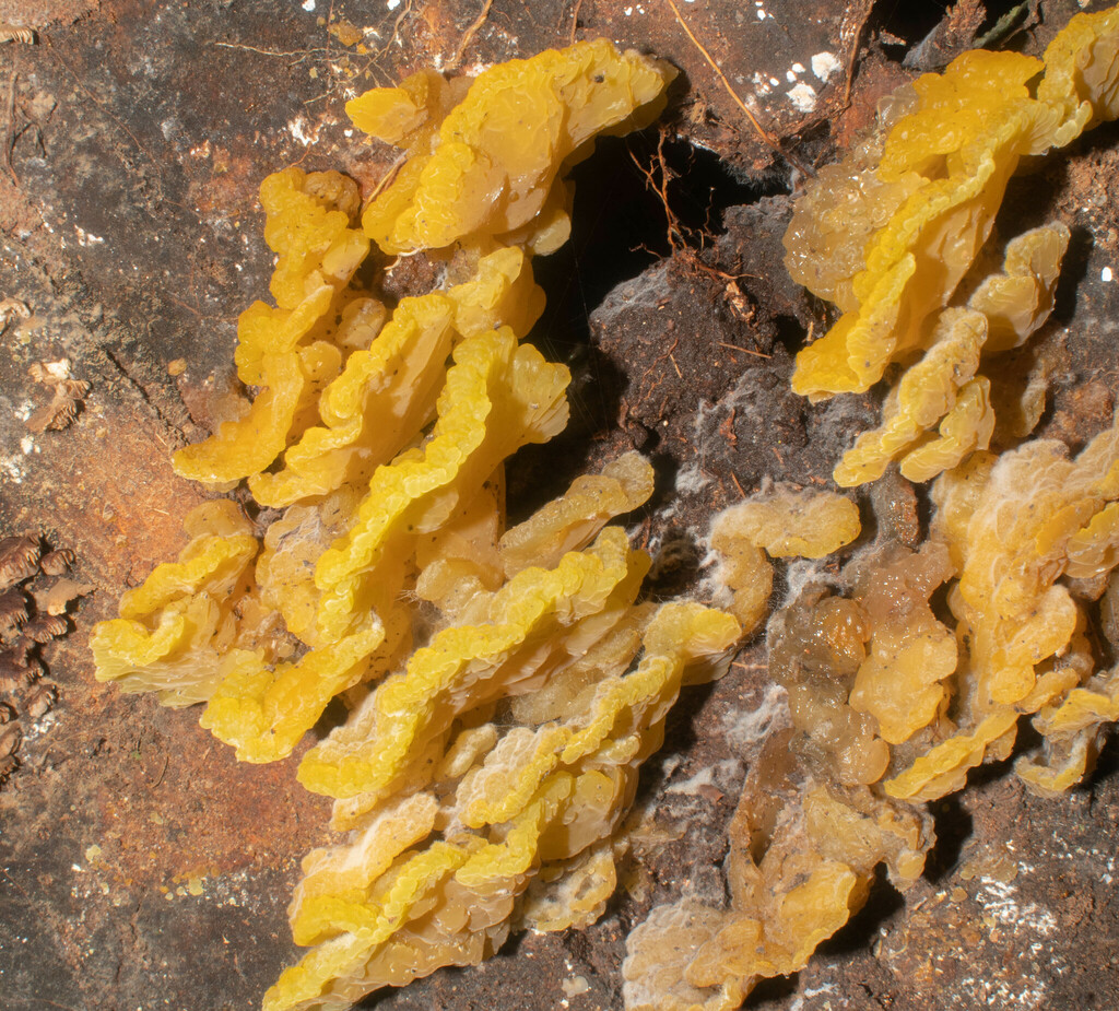 Dacryopinax maxidorii