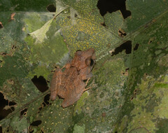 Pristimantis kichwarum