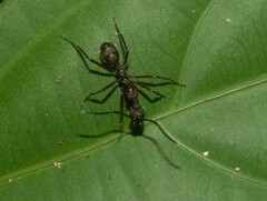 Dolichoderus attelaboides