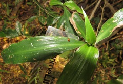 Coleotrype natalensis