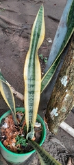 Sansevieria
