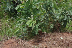 Terminalia brachystemma