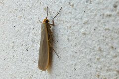 Eilema lurideola