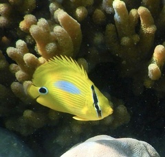 Chaetodon plebeius