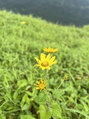Senecio bombayensis
