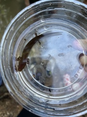 Necturus mounti