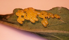 Gastrophysa polygoni