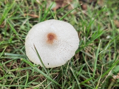Leucoagaricus lacrymans
