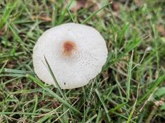 Leucoagaricus lacrymans