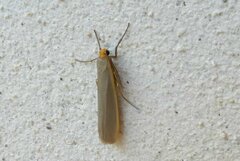 Eilema lurideola