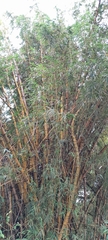 Bambusa vulgaris