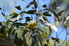 Chlorodrepanis virens wilsoni