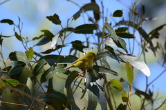 Chlorodrepanis virens wilsoni