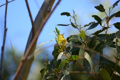 Chlorodrepanis virens wilsoni