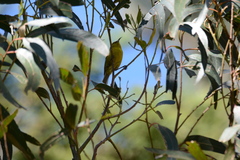 Chlorodrepanis virens wilsoni