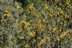 Sophora chrysophylla