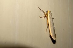 Eilema lurideola