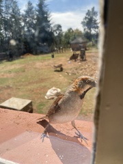 Passer rufocinctus