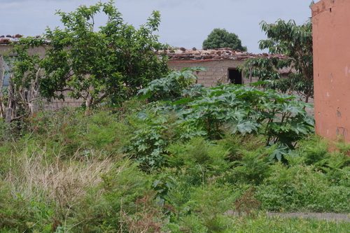 Common guava