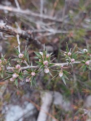 Leptospermum arachnoides