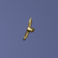 Gypaetus barbatus barbatus