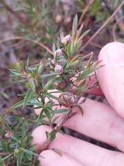 Leptospermum arachnoides